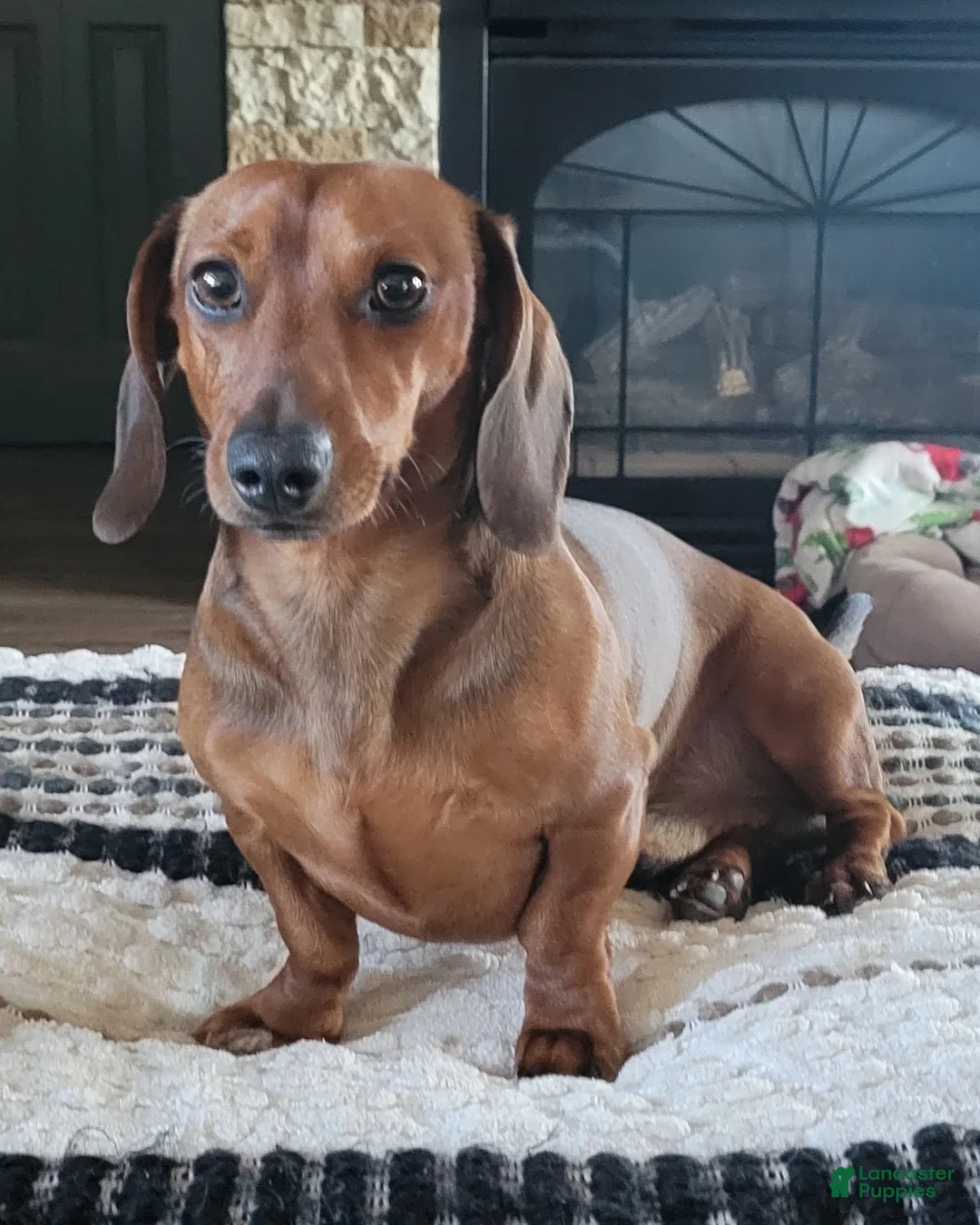 Dachshund dogs for sale: Dachshund 1 - Ad 2