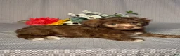 Havapoo dogs for sale: Cody - Ad 5