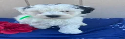 Mini Bernedoodle dogs for sale: Bailey - Ad 4
