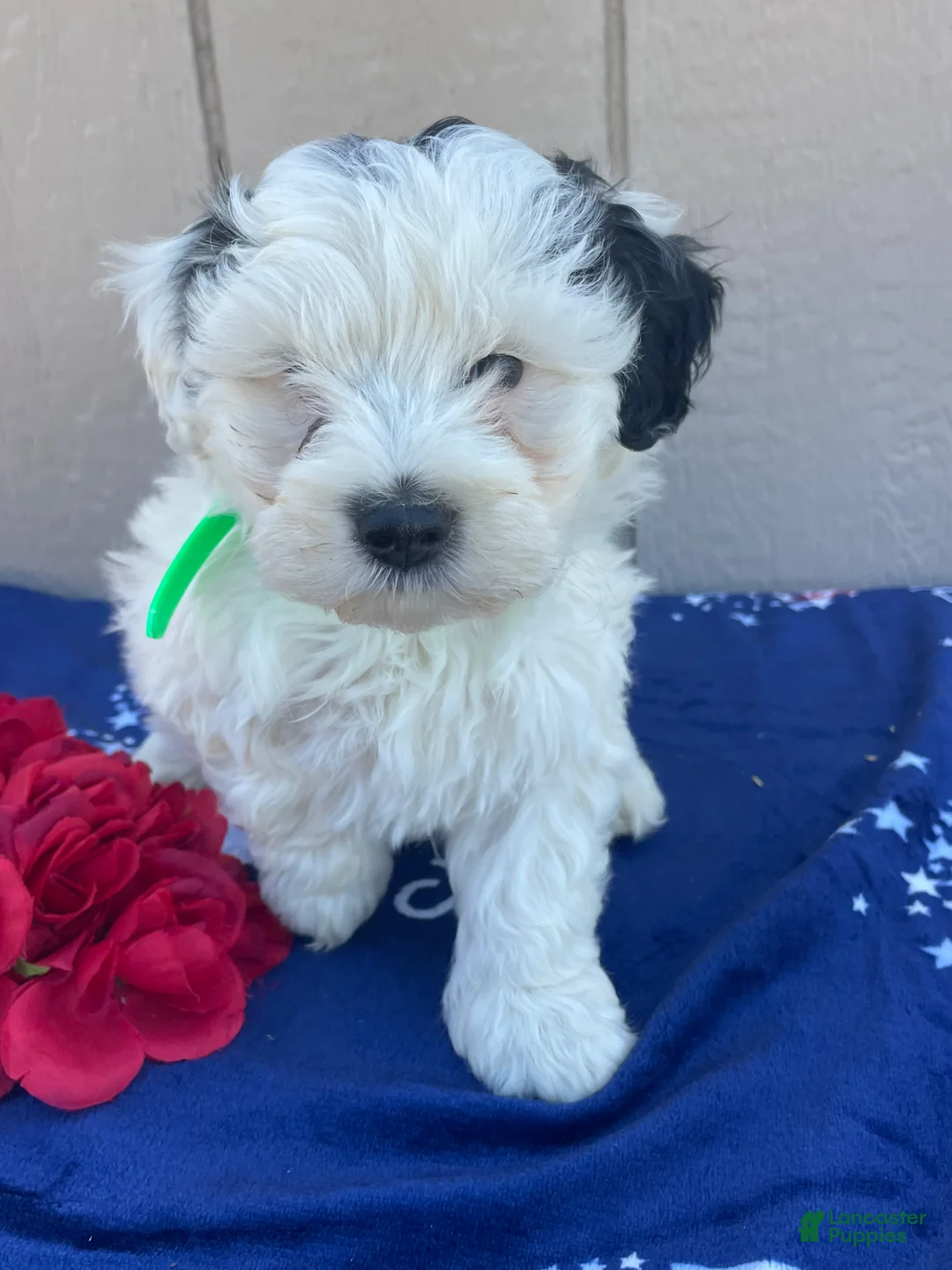 Mini Bernedoodle dogs for sale: Bailey - Ad 4