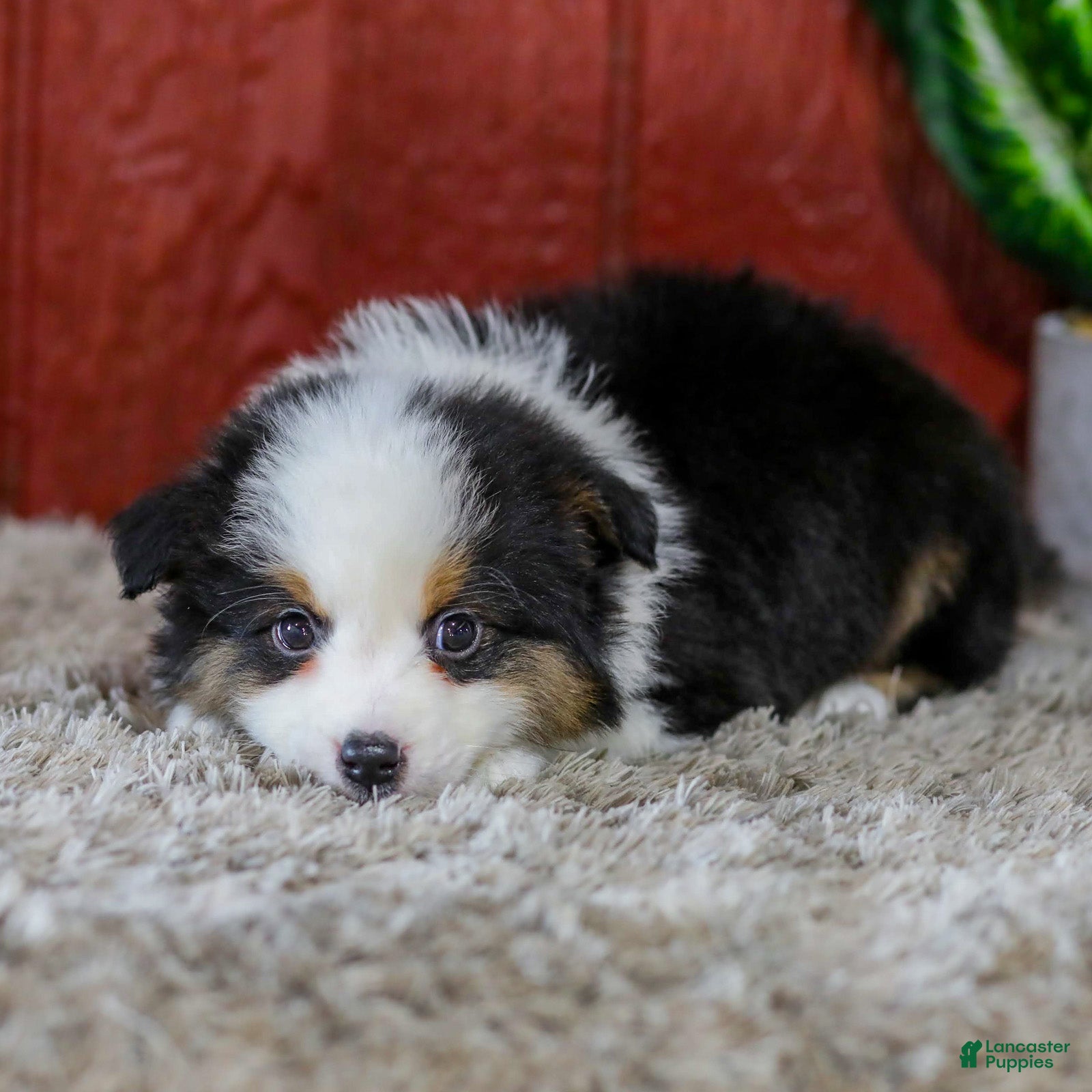 Miniature Australian Shepherd dogs Yukon - Ad 1