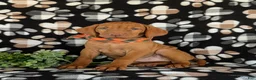 Vizsla dogs for sale: Walden  - Ad 1