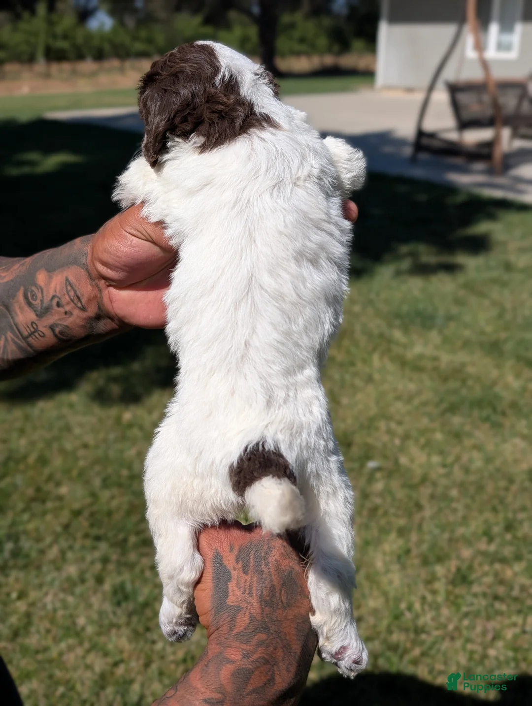 Mixed Breed dogs for sale: NOVA - Ad 6