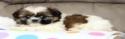 Shih Tzu dogs for sale: Skye - Ad 8