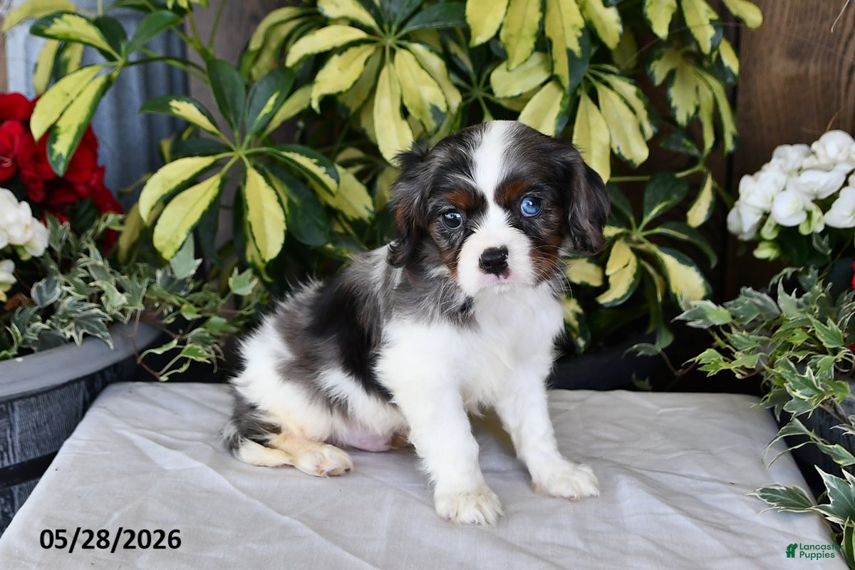 Cavalier King Charles Spaniel dogs Rocky - Ad 2
