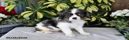 Cavalier King Charles Spaniel dogs for sale: Rocky - Ad 2