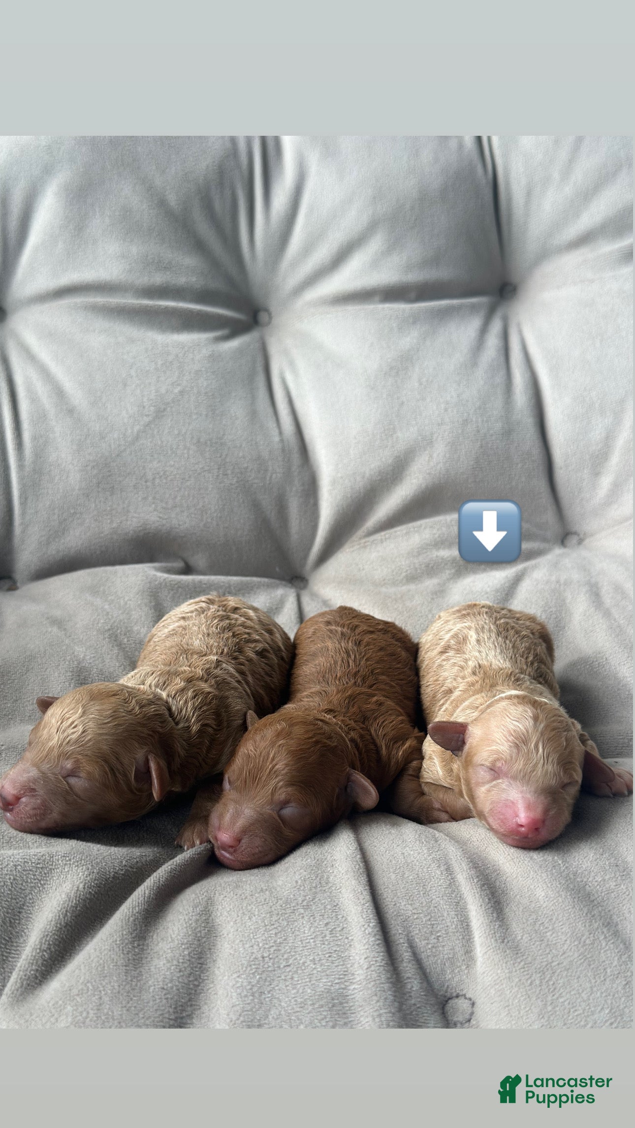 Toy Poodle dogs AKC Nico - Ad 1