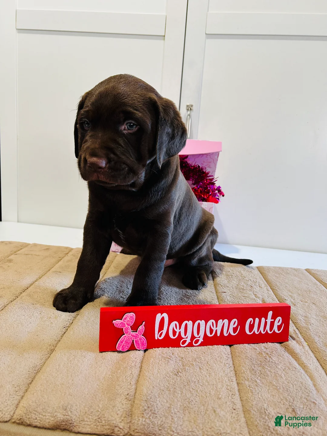 Labrador Retriever dogs for sale: Kobe - Ad 3