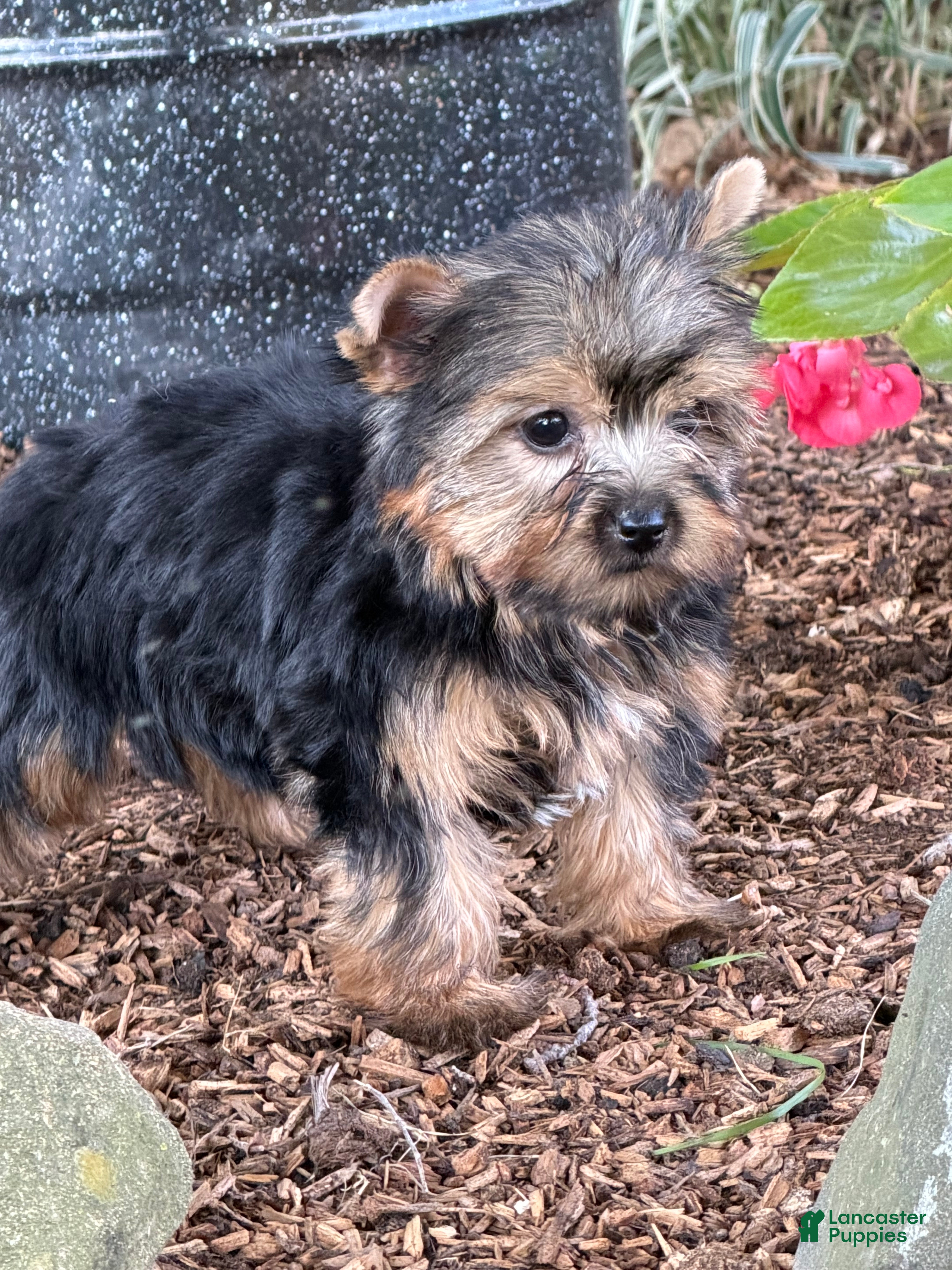 Yorkshire Terrier dogs Nicole Yorkshire Terrier  - Ad 2