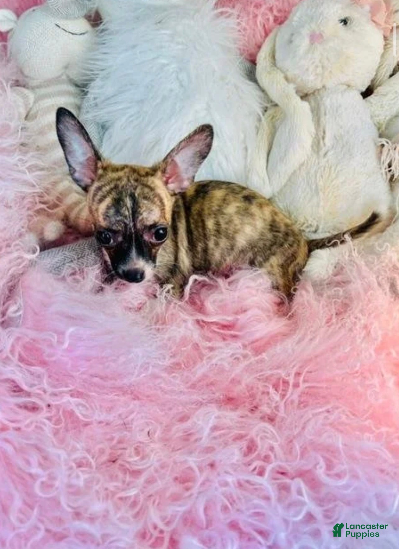 Chihuahua dogs Teacup Chihuahua  hand delivery  - Ad 2