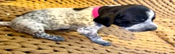 German Shorthaired Pointer dogs for sale: German Shorthaired Pointer Puppy 3 - Ad 3