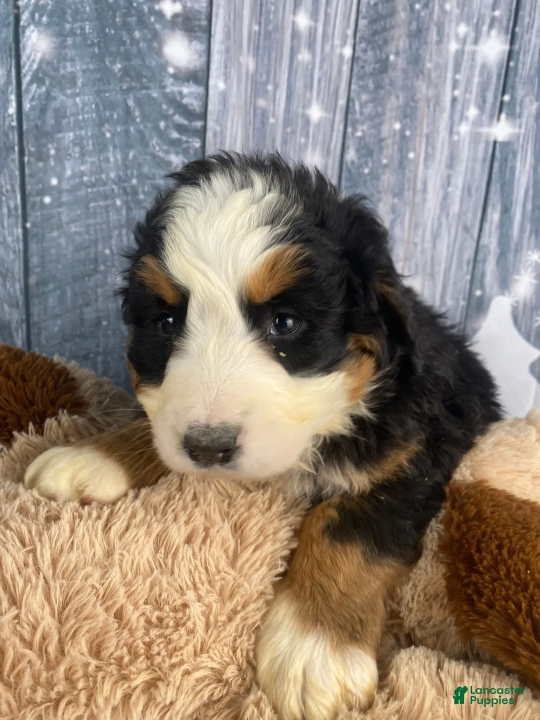 Bernese Mountain Dog dogs for sale: June - Ad 6