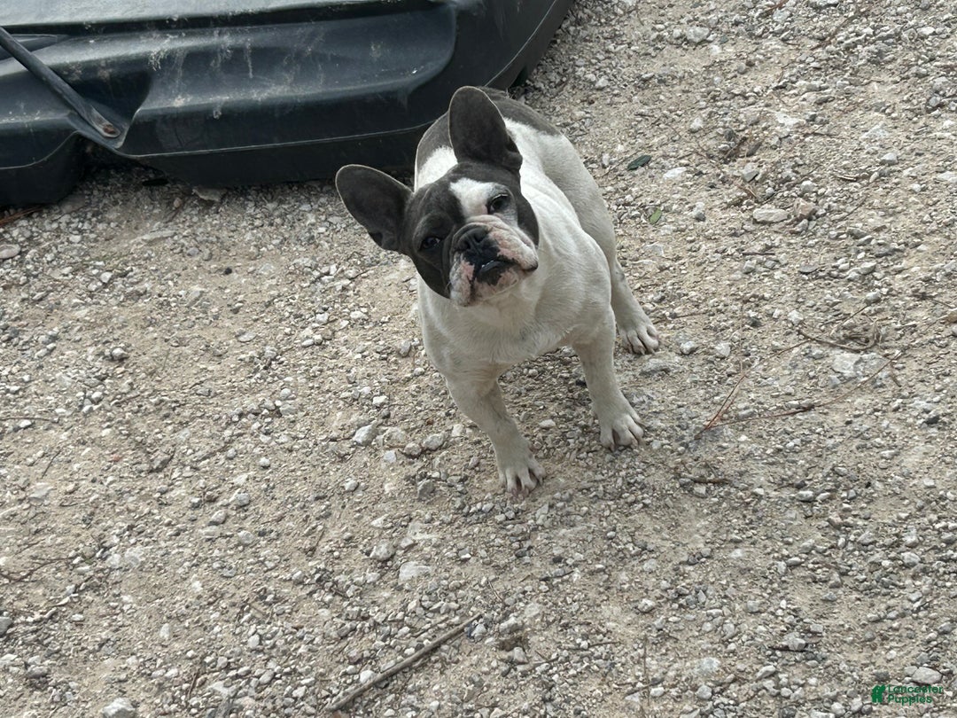 French Bulldog dogs for sale: French Bulldog Puppy 1 - Ad 5