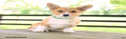 Welsh Corgi Pembroke dogs for sale: Kamala - Ad 5
