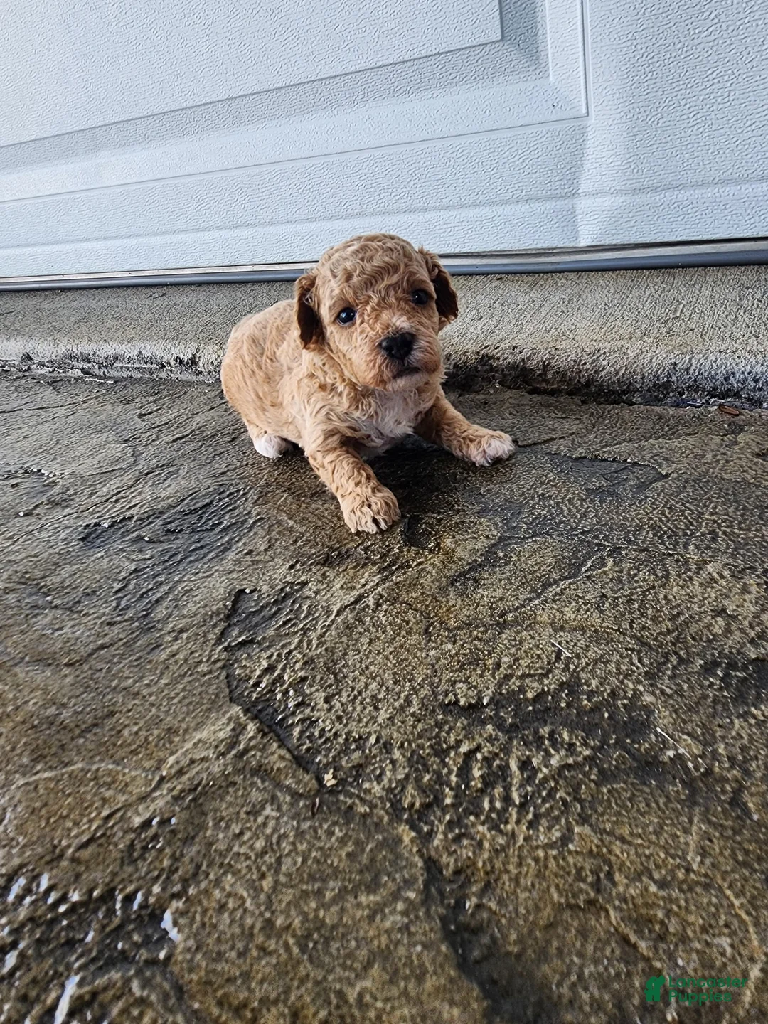 Toy Poodle dogs for sale: Toy Poodle 1 - Ad 4