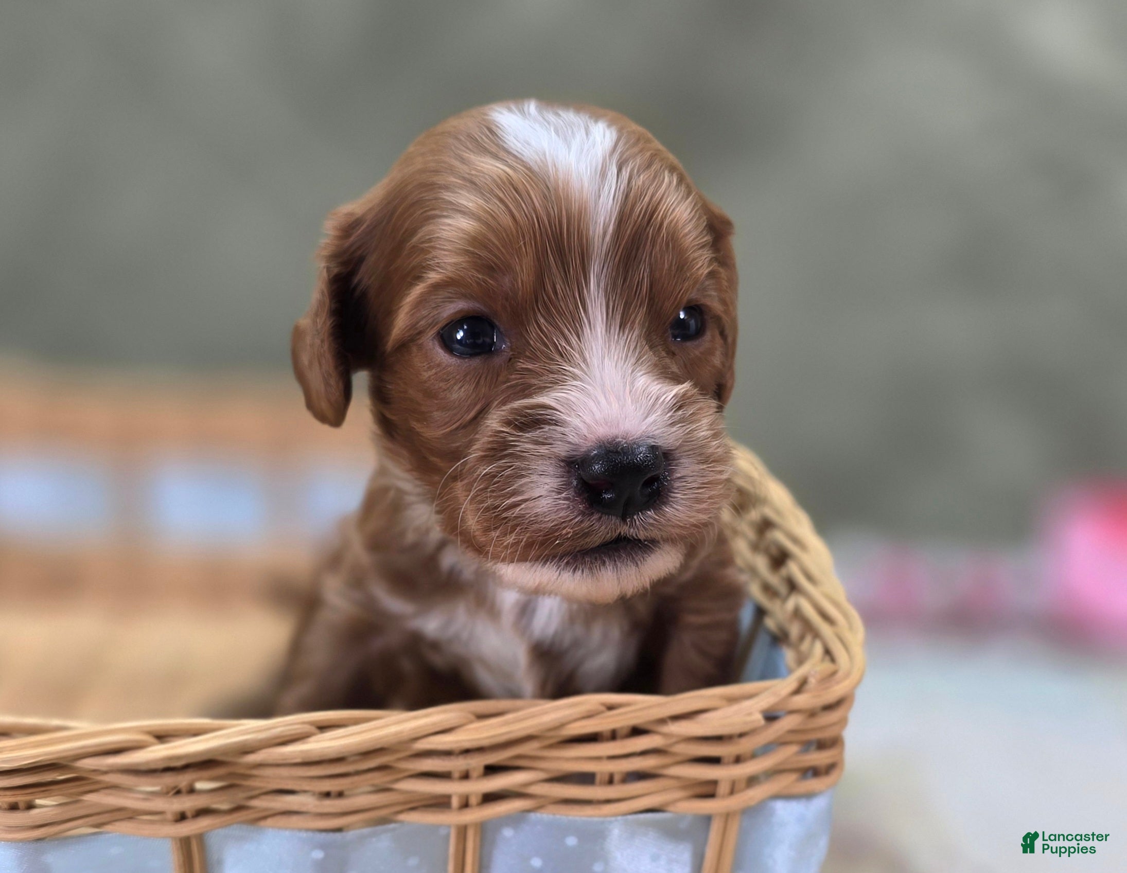 Cavapoo dogs Sonic - Ad 19