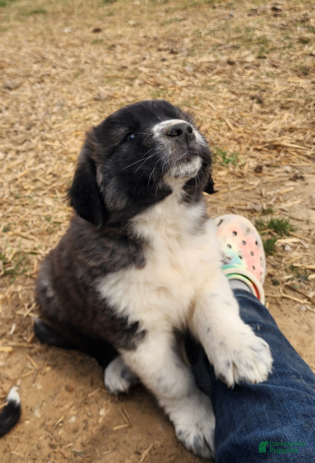 Anatolian Shepherd dogs for sale: Zena 2025 F1 ASD puppy - Ad 8