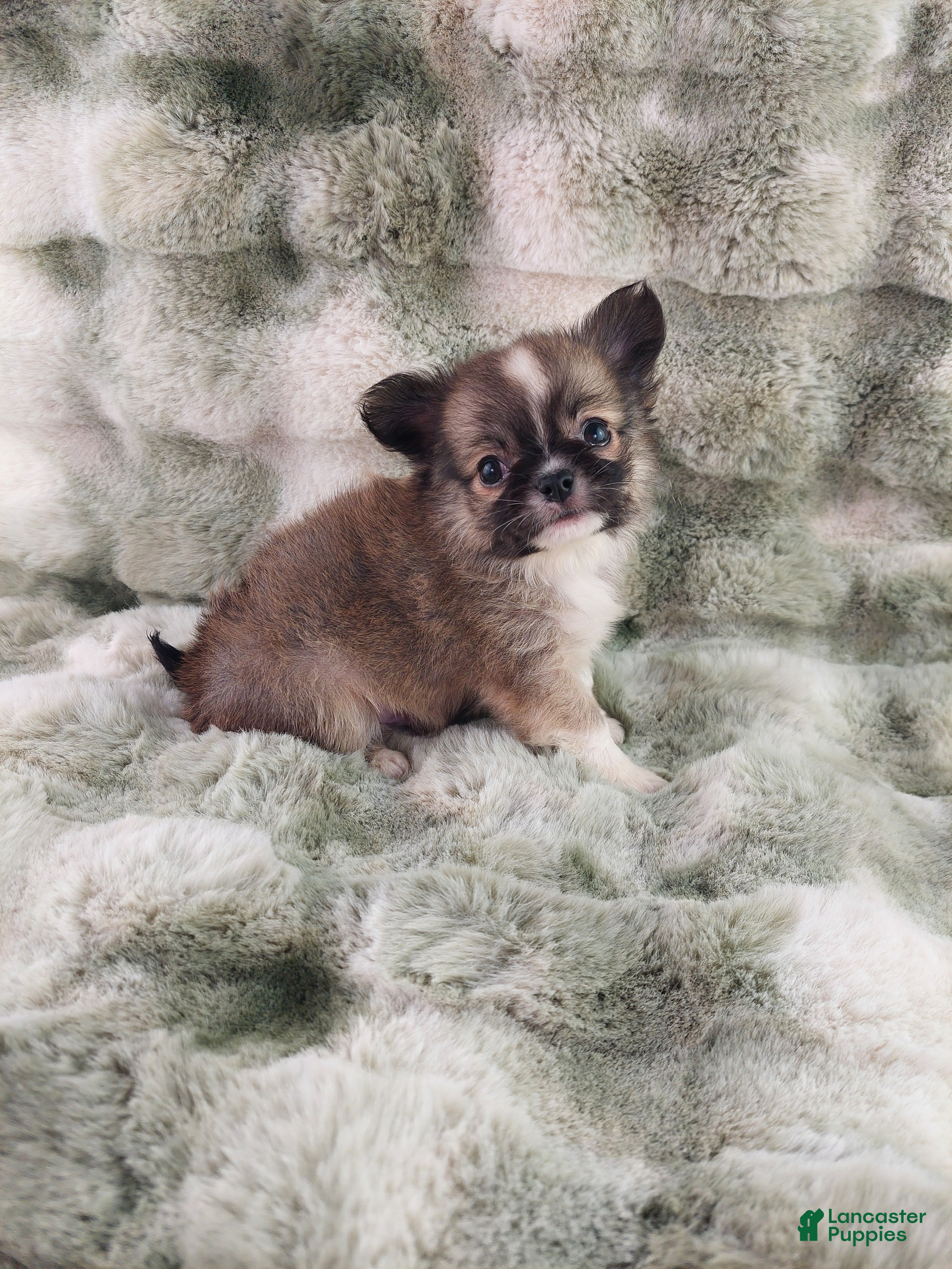 Chihuahua dogs AKC Basil - Ad 2