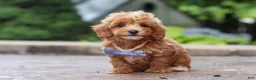 Maltipoo dogs for sale: Leo - Ad 12