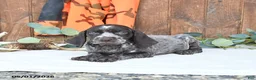 German Shorthaired Pointer dogs for sale: Mocha - Ad 2