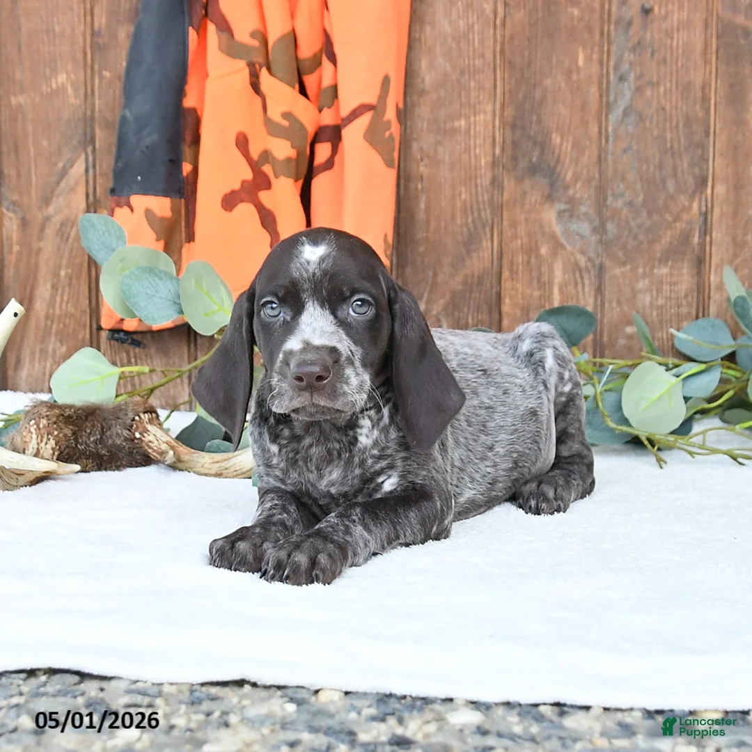 German Shorthaired Pointer dogs for sale: Mocha - Ad 2