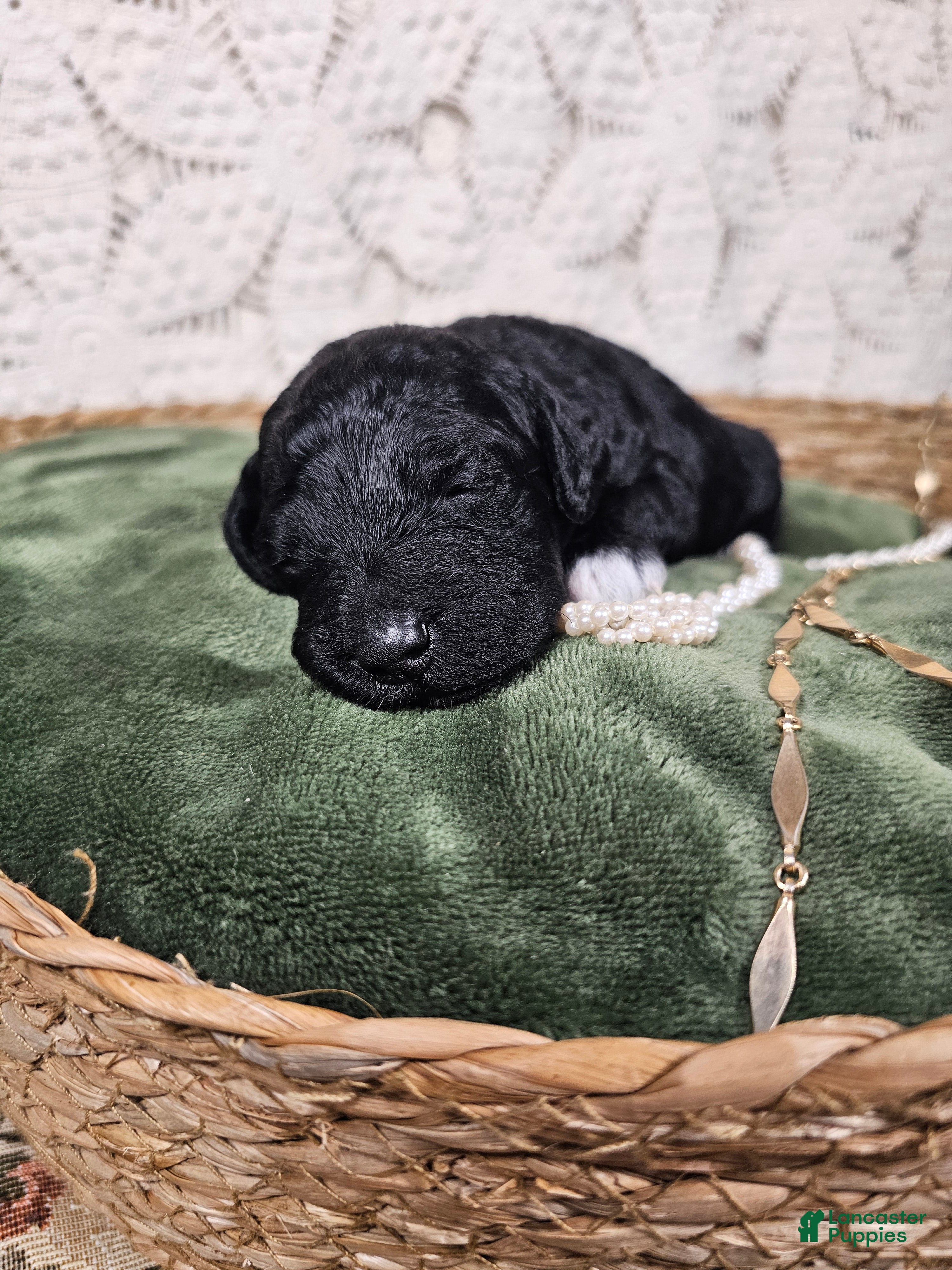 Mini Goldendoodle dogs Licorice - Ad 2