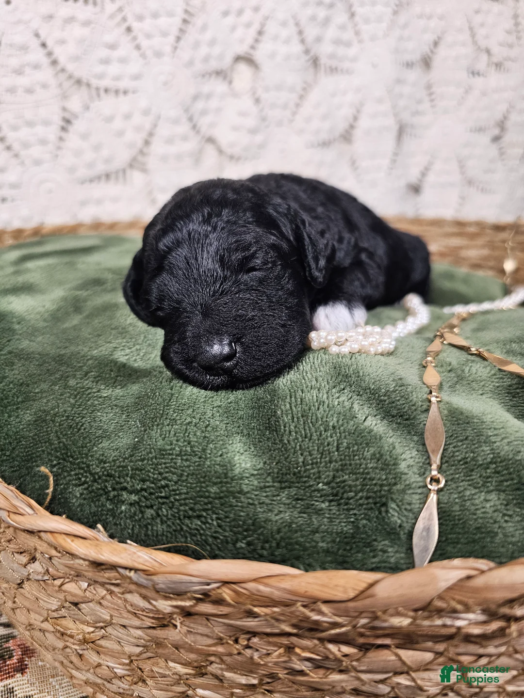 Mini Goldendoodle dogs for sale: Licorice - Ad 2