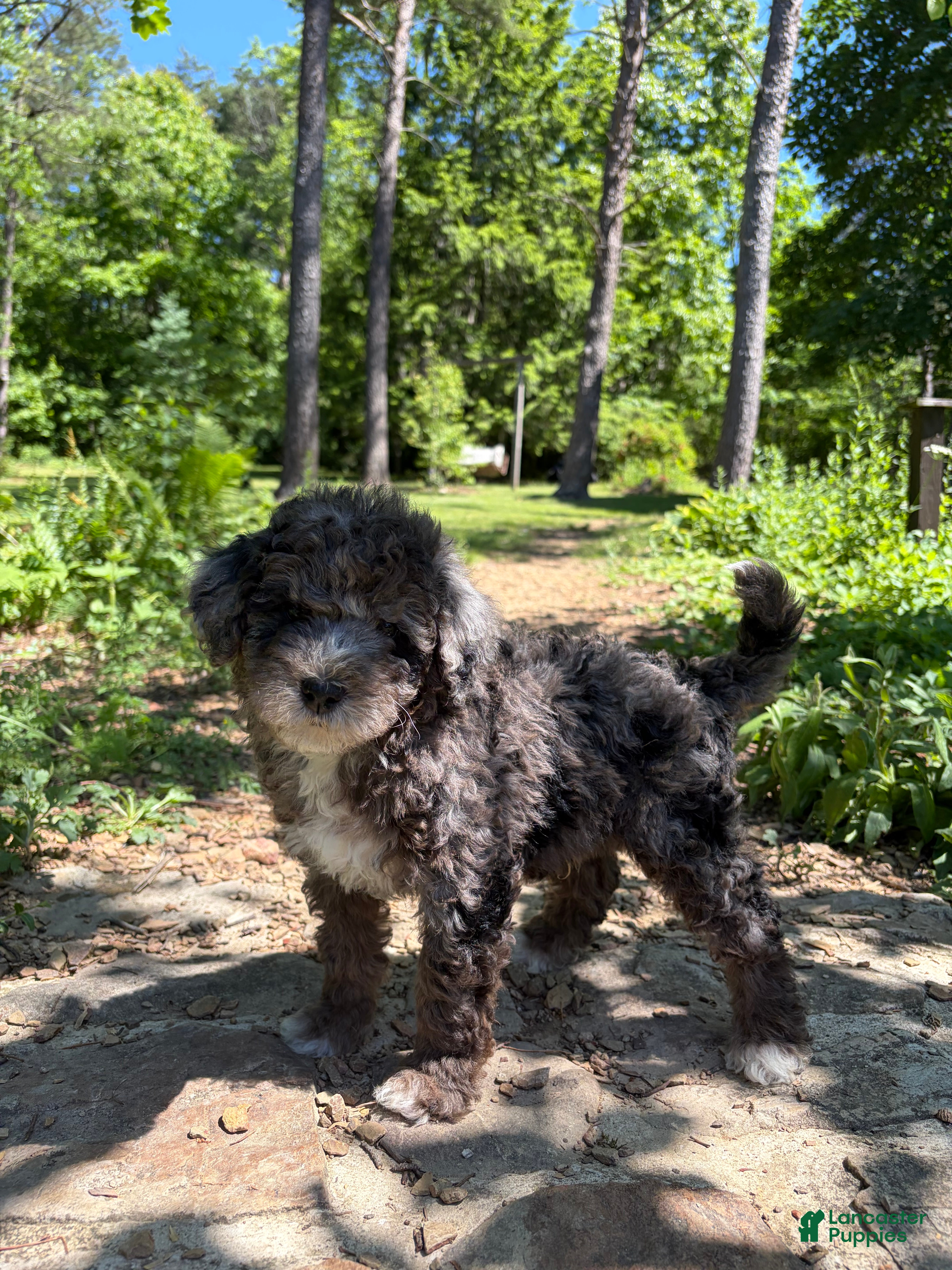 Mini Bernedoodle dogs Midnight  - Ad 1