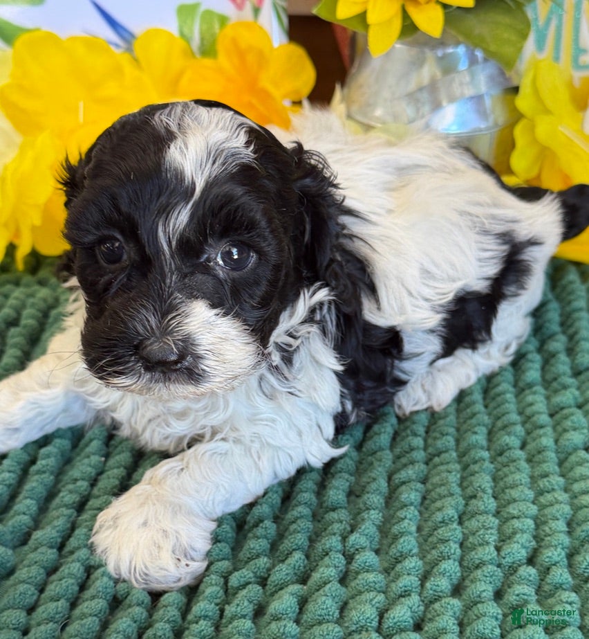 Cockapoo dogs Molly - Ad 28