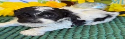 Cockapoo dogs for sale: Molly - Ad 1