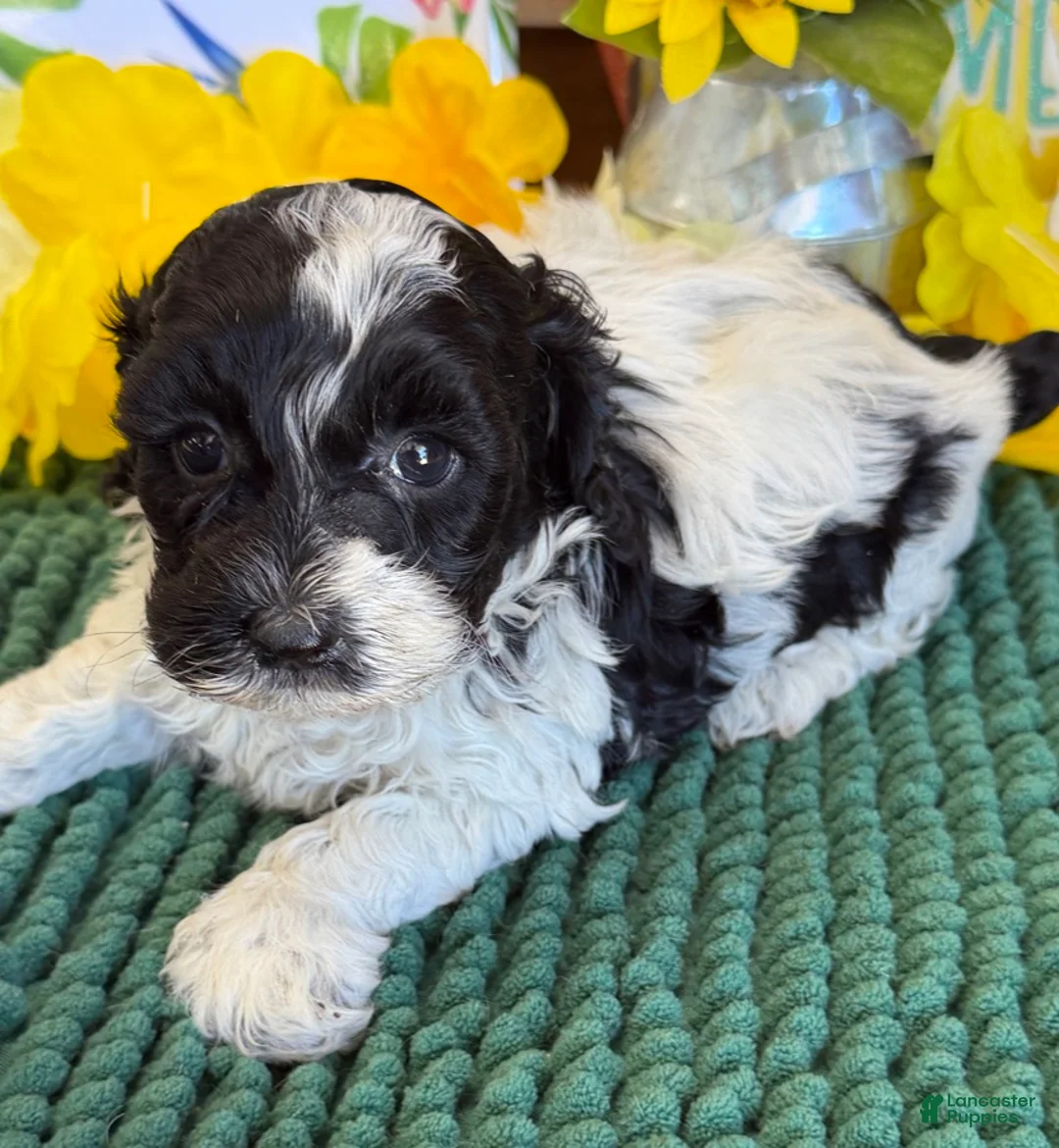 Cockapoo dogs for sale: Molly - Ad 1