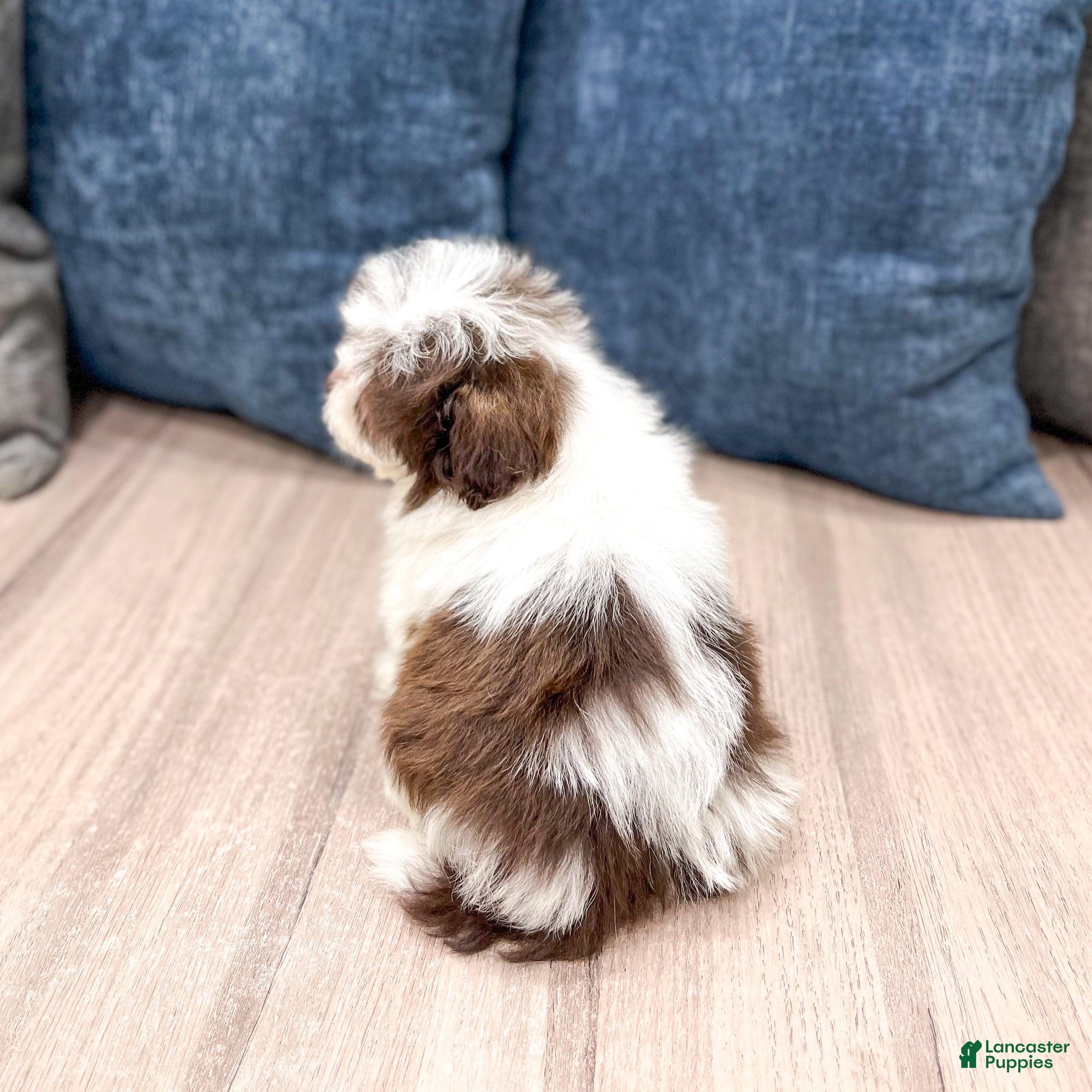 Havanese dogs Herman - Ad 2