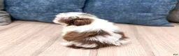 Havanese dogs for sale: Herman - Ad 2