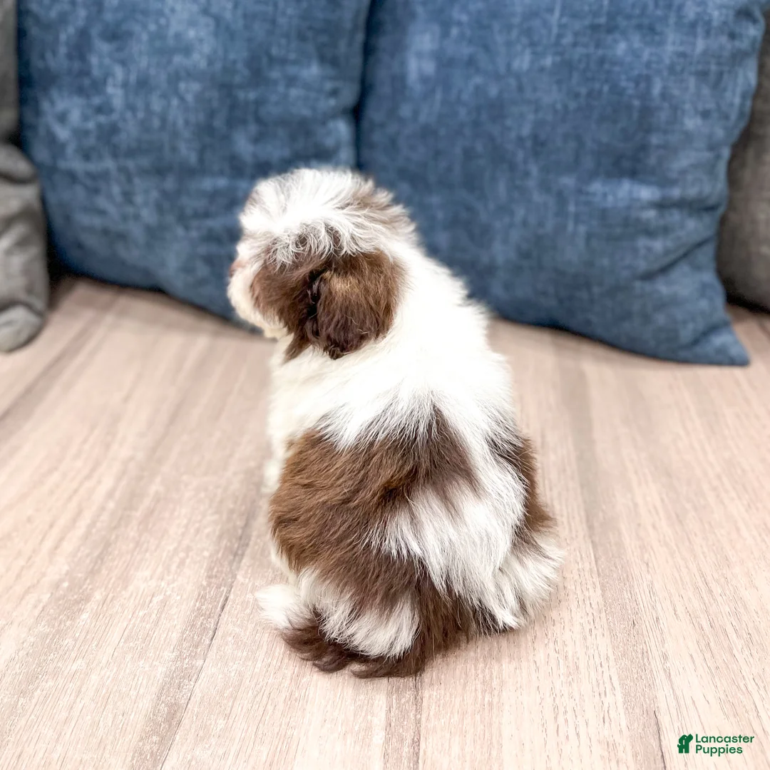 Havanese dogs for sale: Herman - Ad 2
