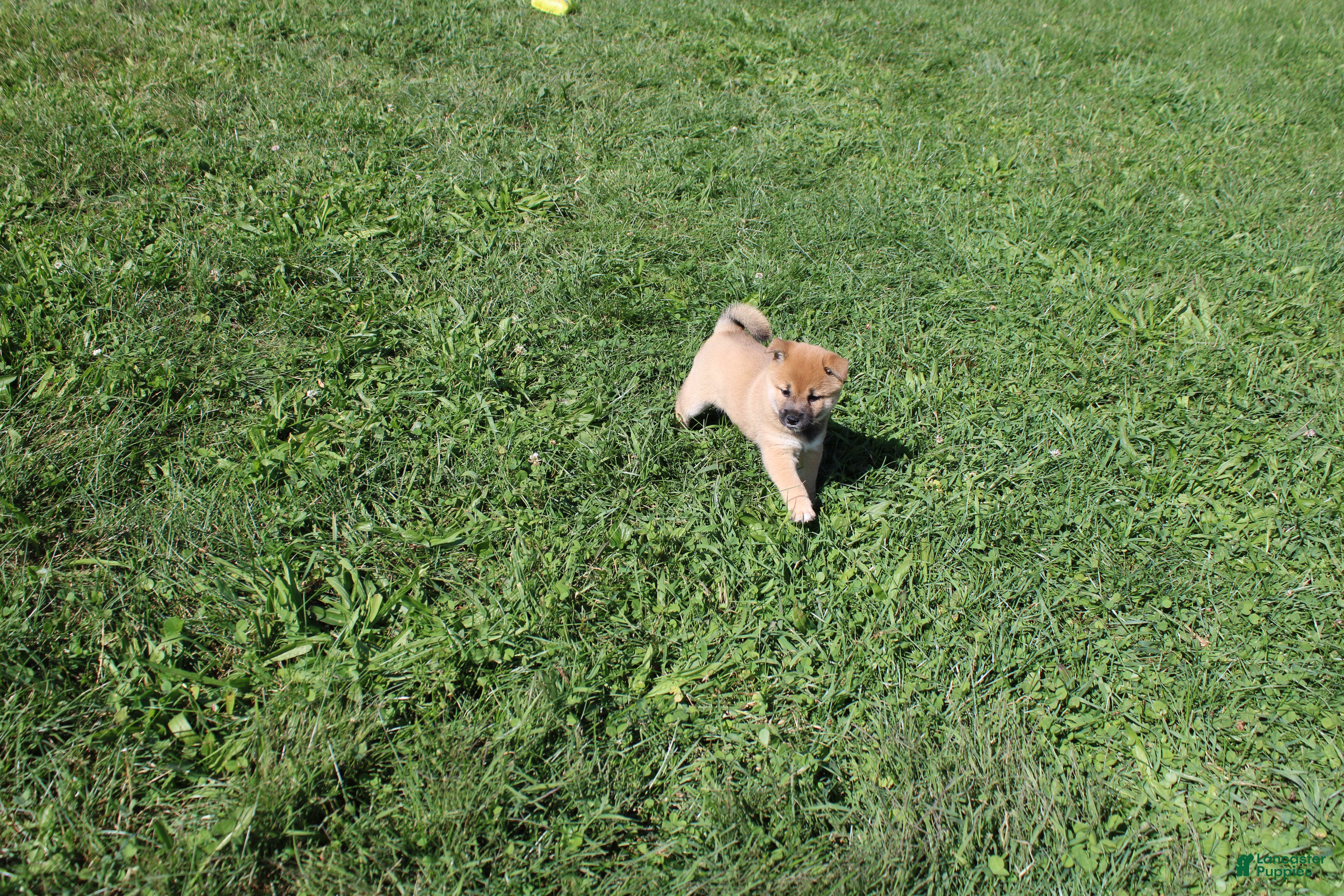 Shiba Inu dogs Shrimp - Ad 1