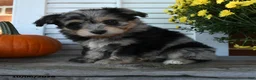 Mixed Breed dogs for sale: Misty - Ad 4