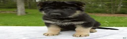 German Shepherd dogs for sale: Captain - Ad 2