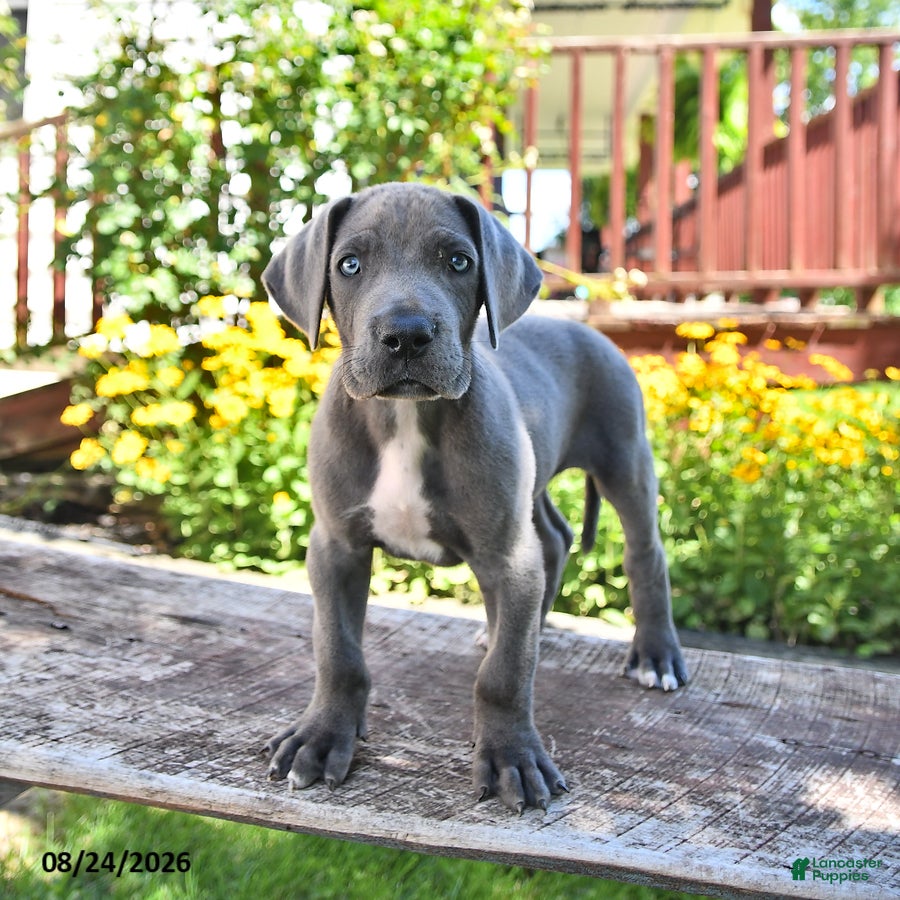 Great Dane dogs Lucky - Ad 1