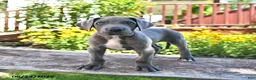 Great Dane dogs for sale: Lucky - Ad 1