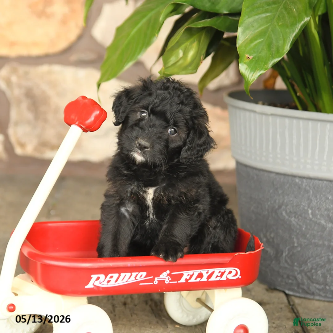 Double Doodle dogs for sale: Girlie - Ad 1