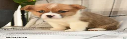 Welsh Corgi Pembroke dogs for sale: Fern - Ad 6