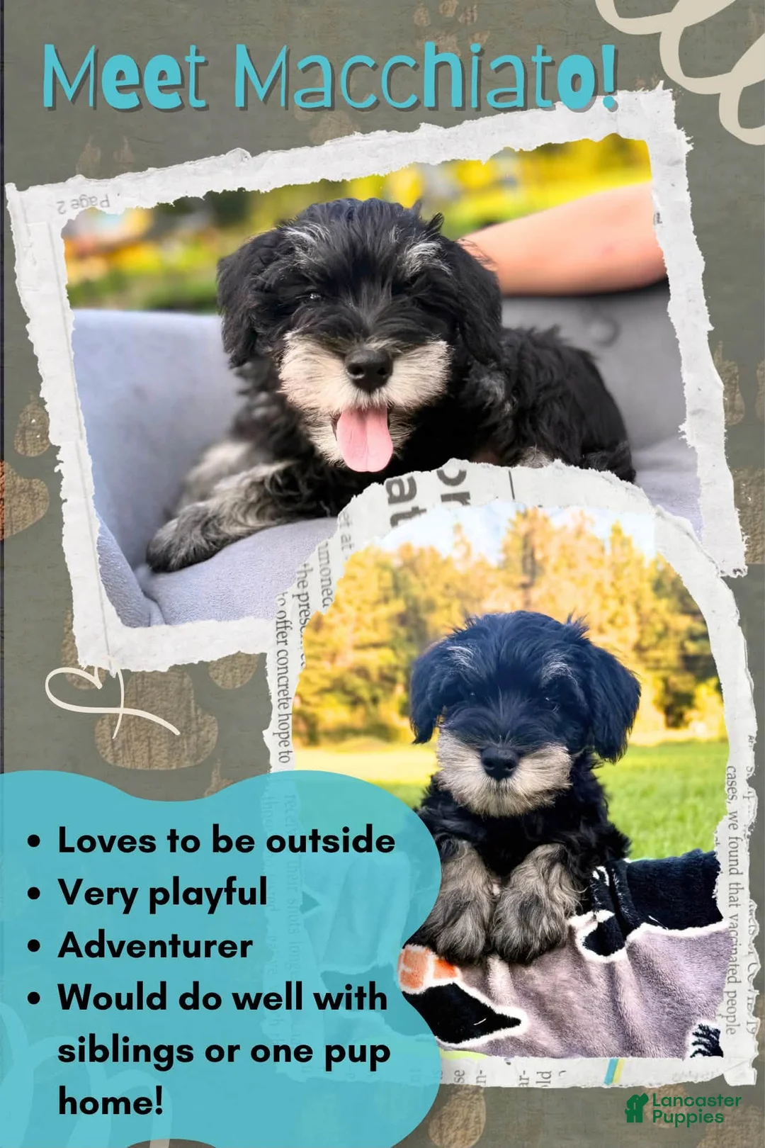 Miniature Schnauzer dogs for sale: Machiatto (Mack) - Ad 1