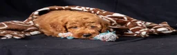 Mini Goldendoodle dogs for sale: Lucas - Ad 4