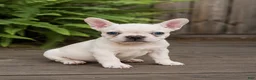 French Bulldog dogs for sale: Betty - Ad 5
