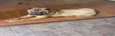 Shar Pei 2