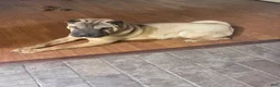 Shar Pei dogs for sale: Shar Pei 2 - Ad 1