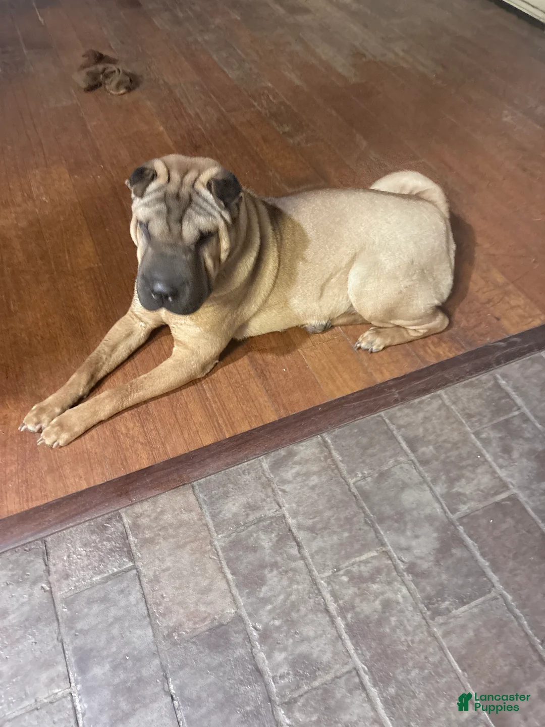 Shar Pei dogs for sale: Shar Pei 2 - Ad 1