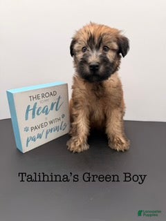 Soft Coated Wheaten Terrier dogs Talihina’s Green Boy - Ad 15