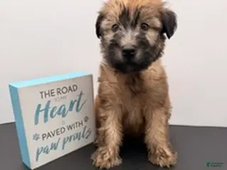 Soft Coated Wheaten Terrier dogs Talihina’s Green Boy - Ad 15