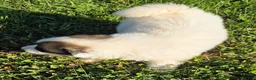 Great Pyrenees dogs for sale: George - Ad 3